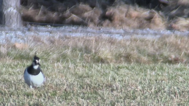 Northern Lapwing - ML519893231