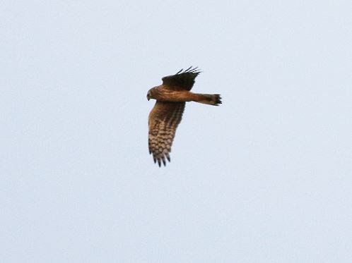 Hen Harrier - ML519893781