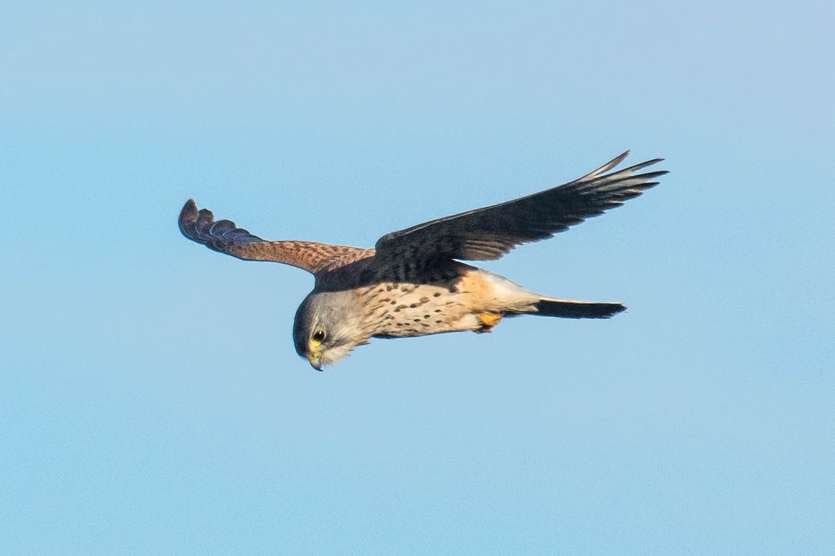 Eurasian Kestrel - ML519894081