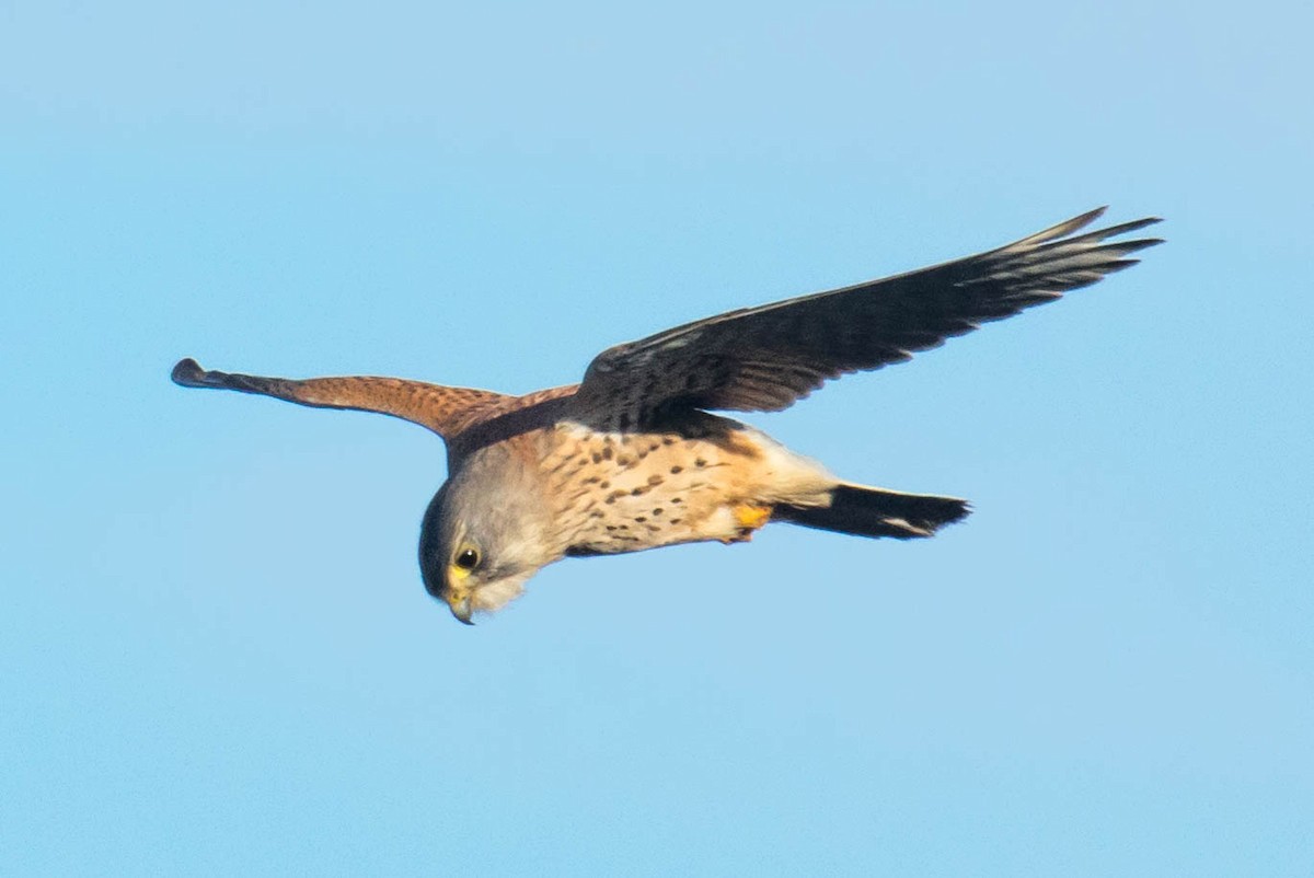 Eurasian Kestrel - ML519894111