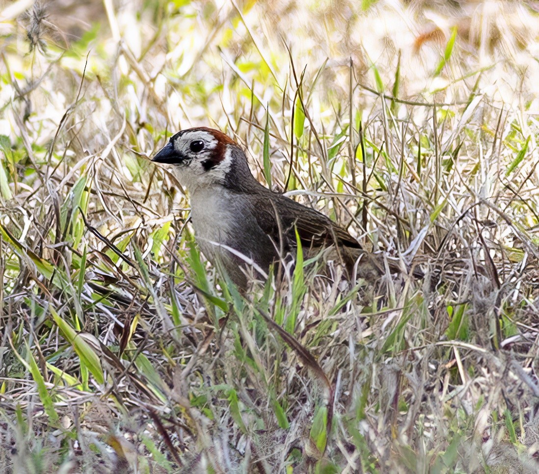 White-faced Ground-Sparrow - Brad Singer