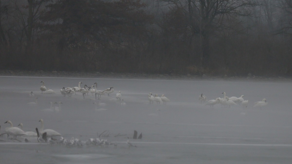 Cisne Trompetero - ML519894601