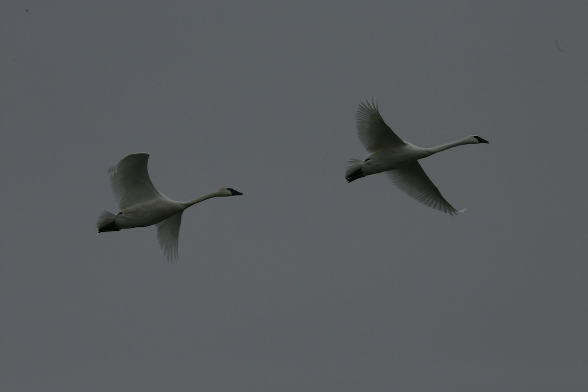 Trumpeter Swan - Ron Sempier