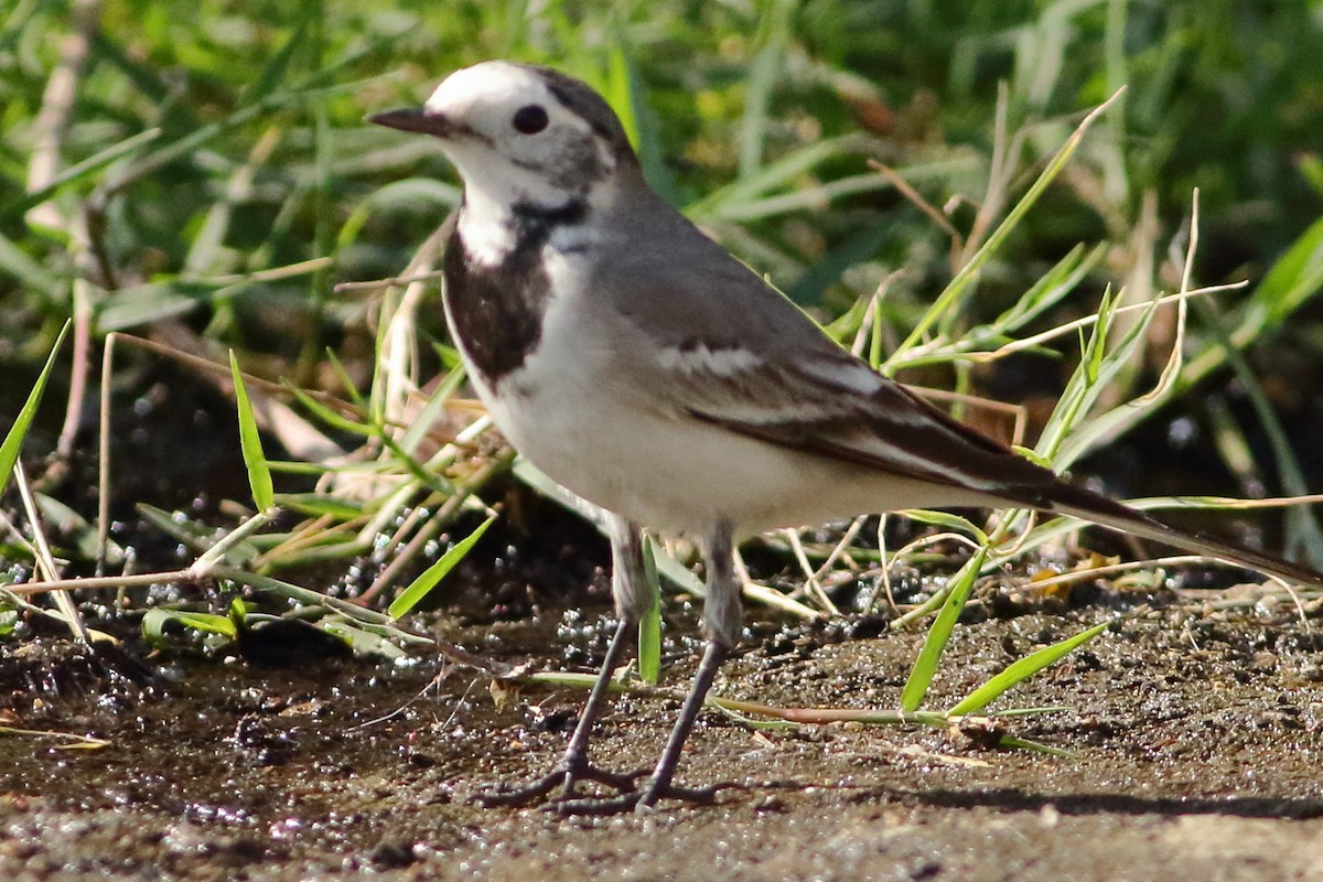 White Wagtail - ML519895431