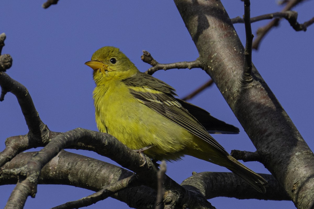 Western Tanager - ML519895621
