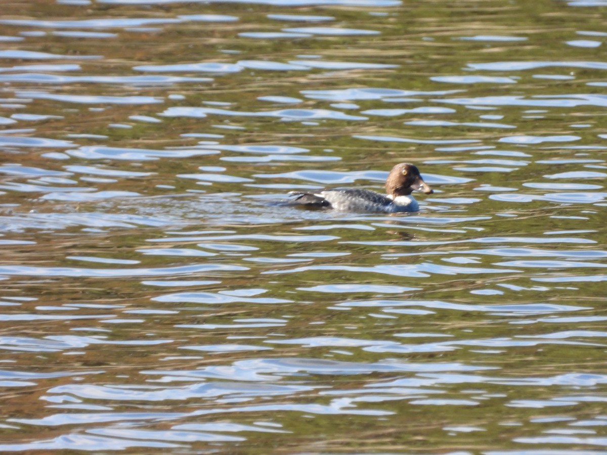 Common Goldeneye - ML519895951