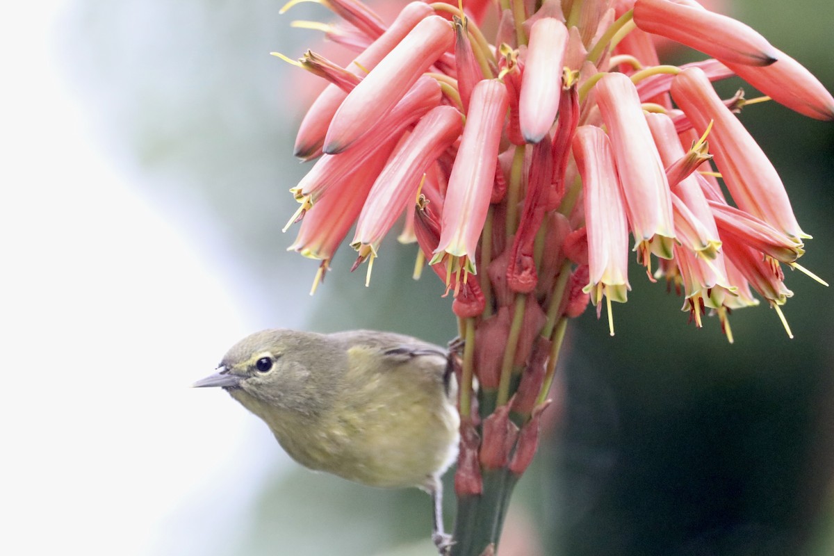 Orange-crowned Warbler (lutescens) - ML519896061