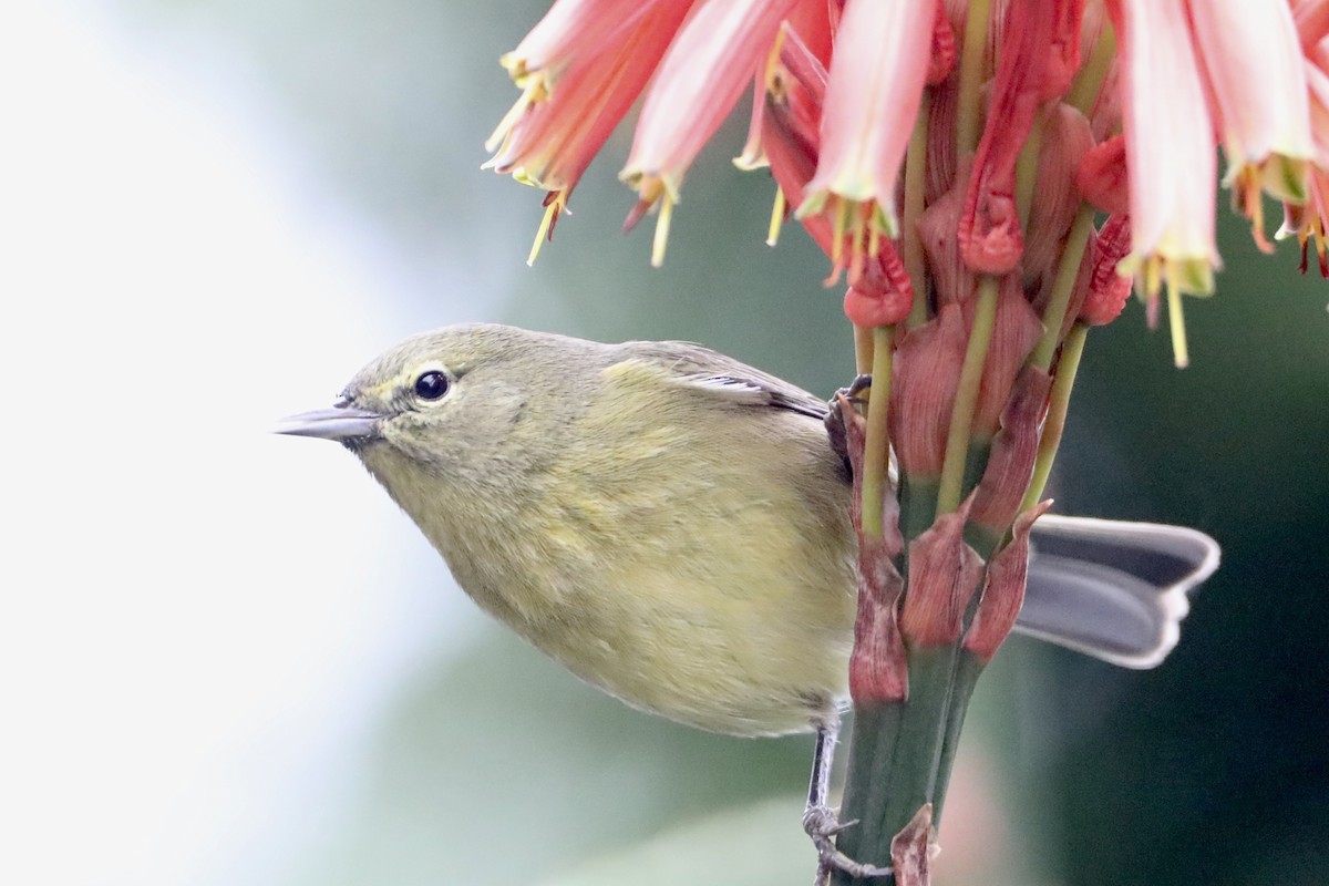 Orange-crowned Warbler (lutescens) - ML519896081