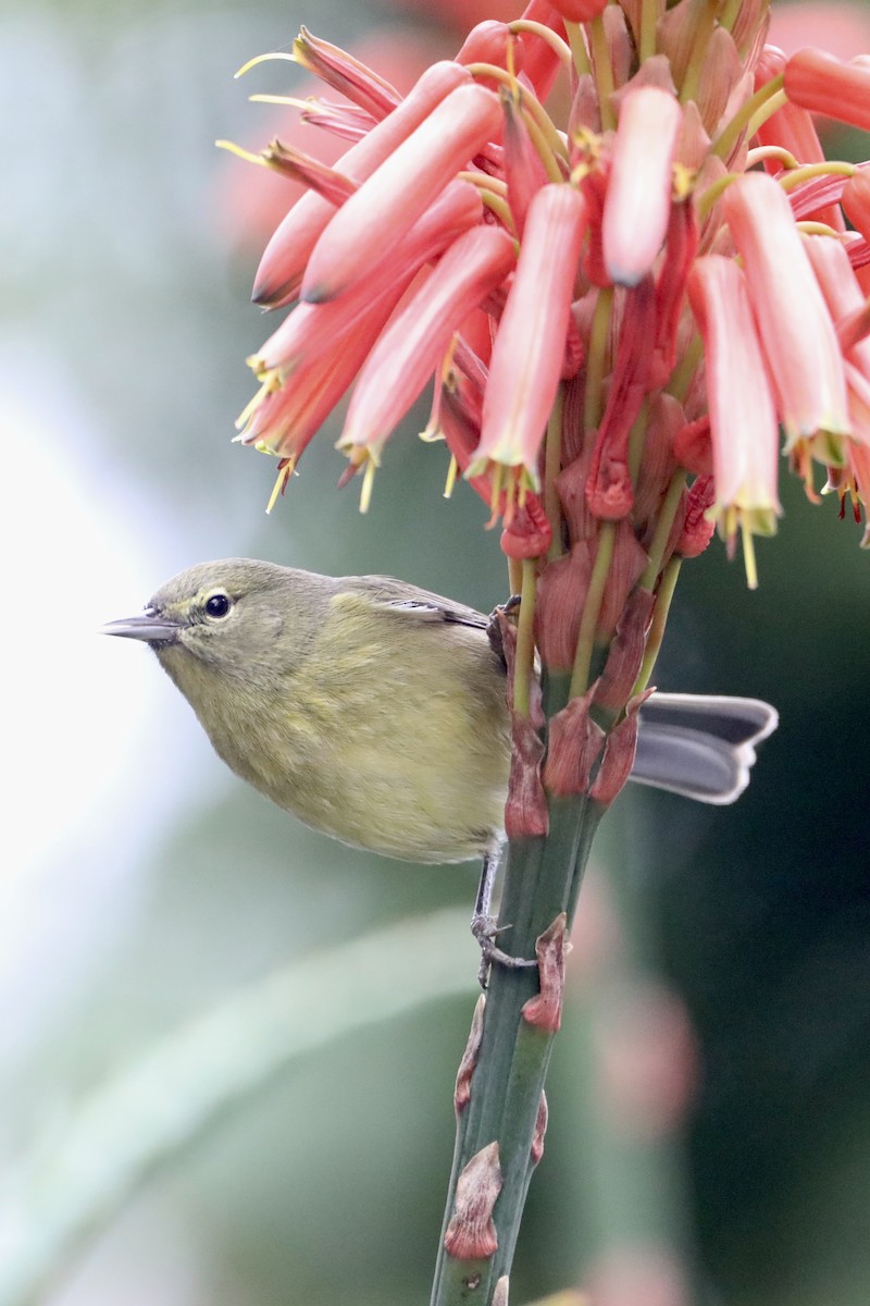 Orange-crowned Warbler (lutescens) - ML519896091