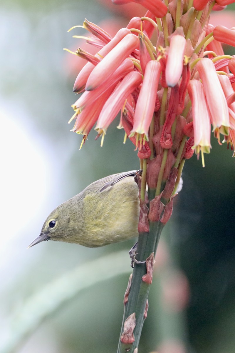 Orange-crowned Warbler (lutescens) - ML519896101