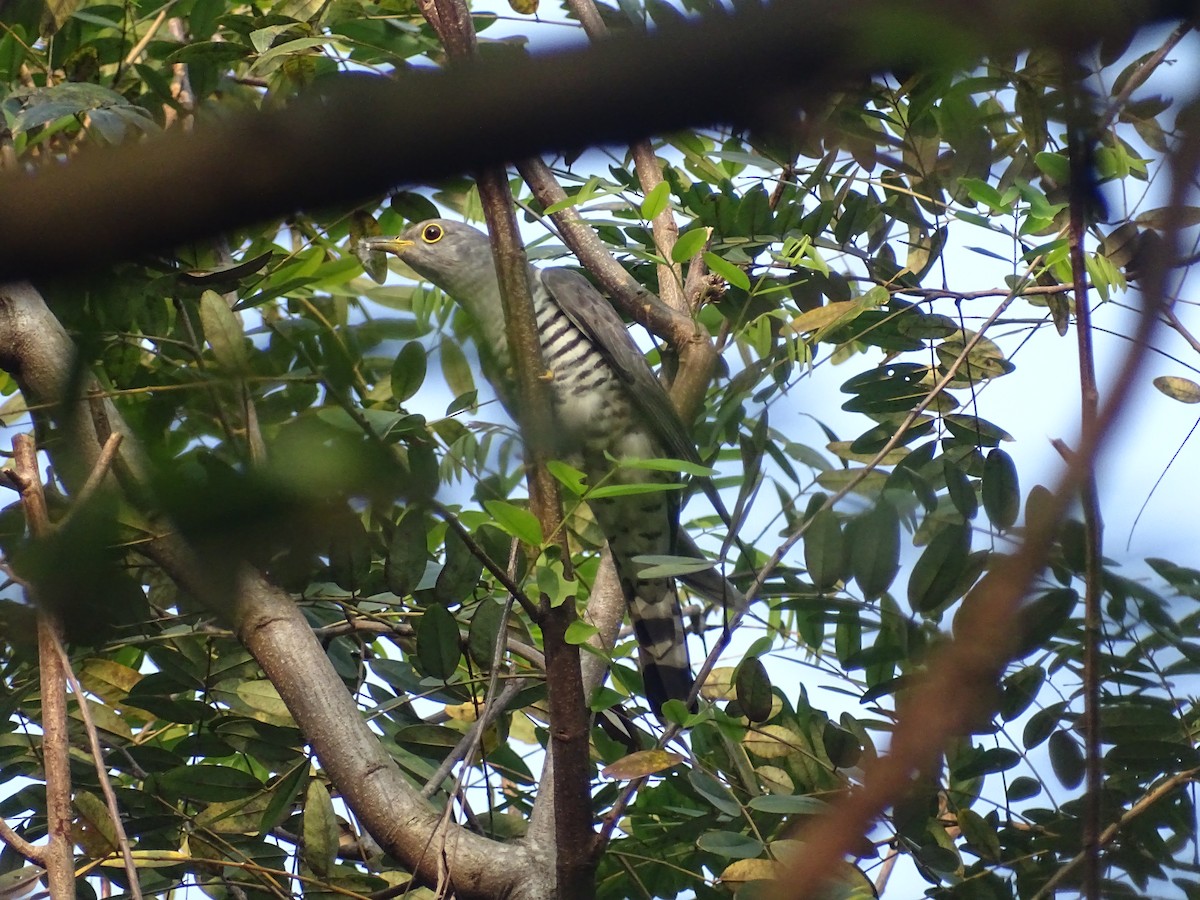 Indian Cuckoo - ML519896391