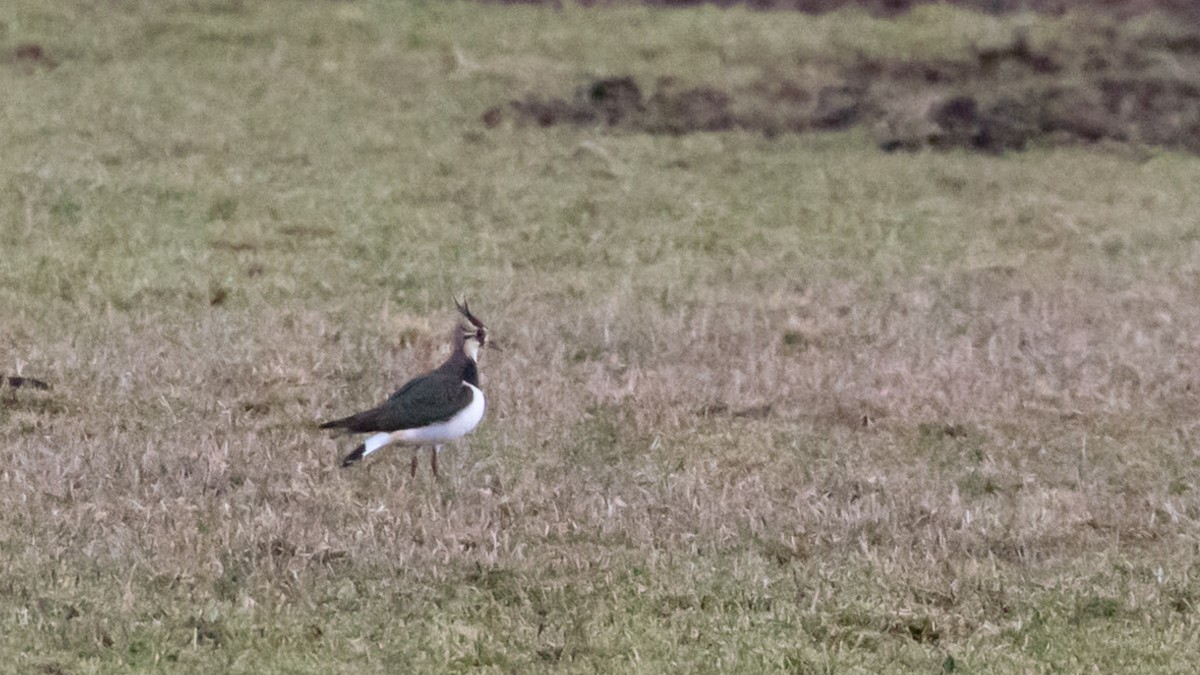 Northern Lapwing - ML519897091