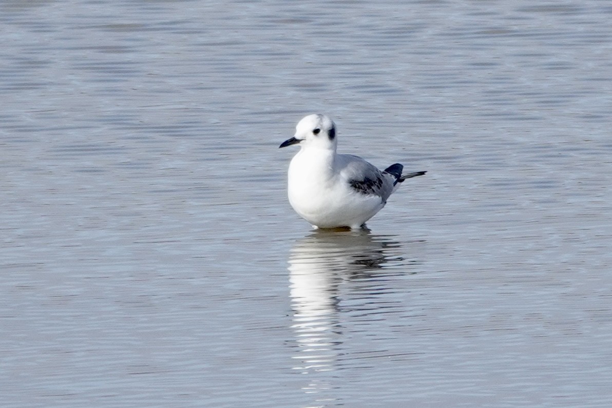 Bonaparte's Gull - ML519897811