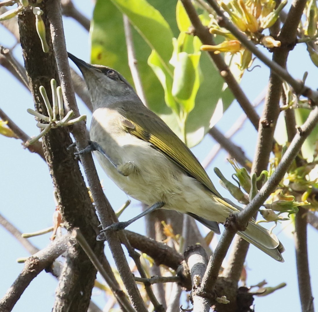 Brown Honeyeater - ML519897931