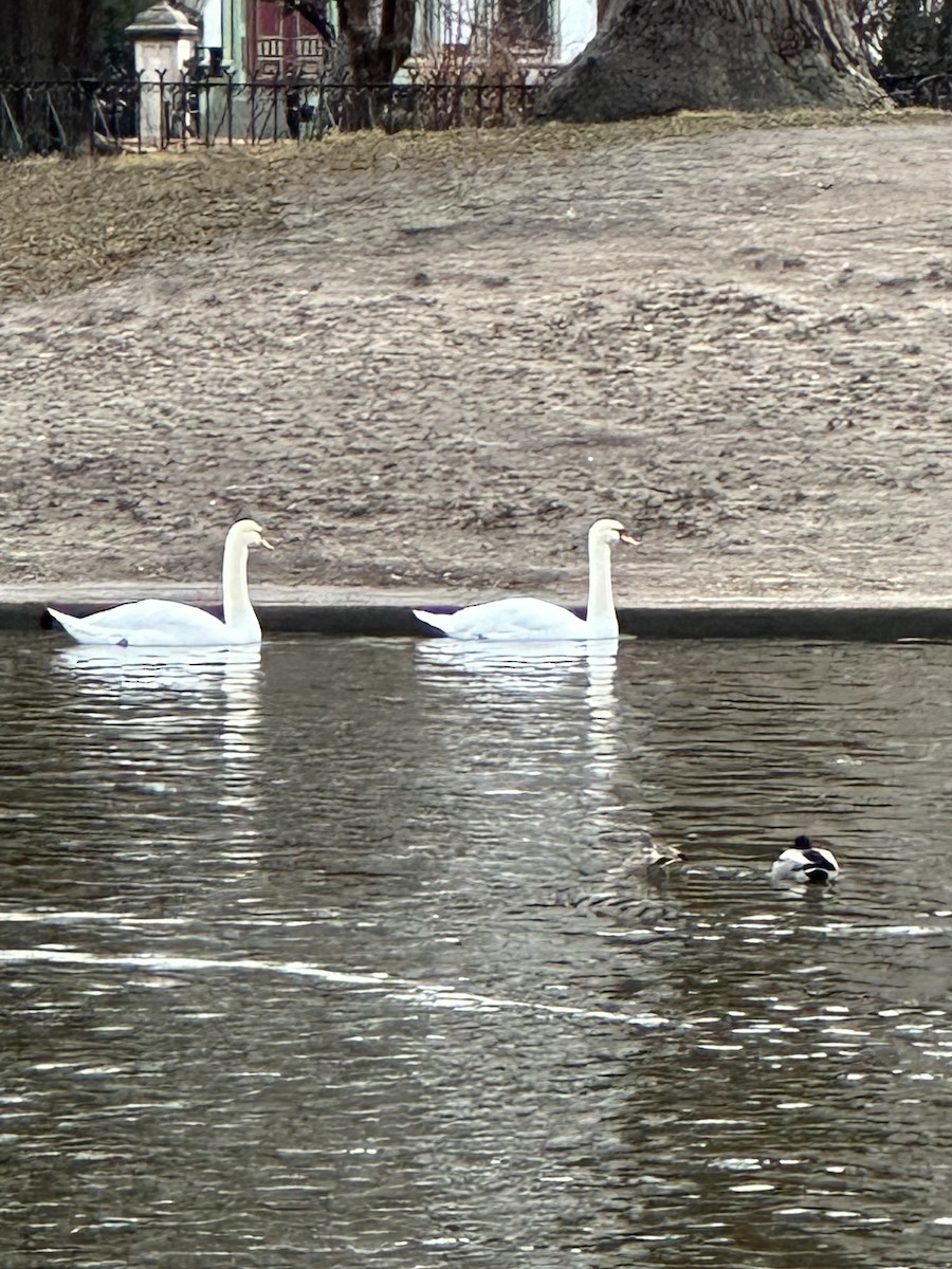 Mute Swan - ML519898171
