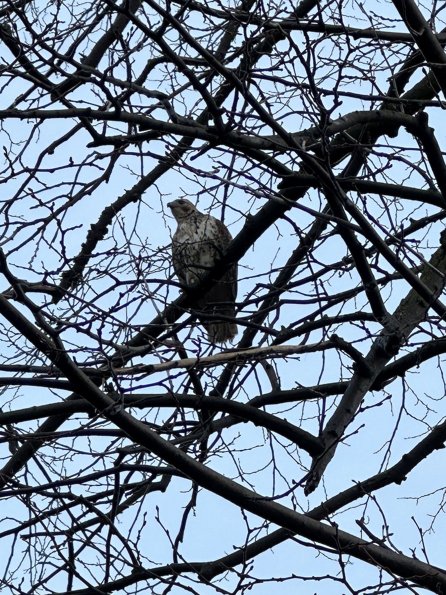 Red-tailed Hawk - ML519898191