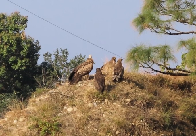 Himalayan Griffon - ML519898571