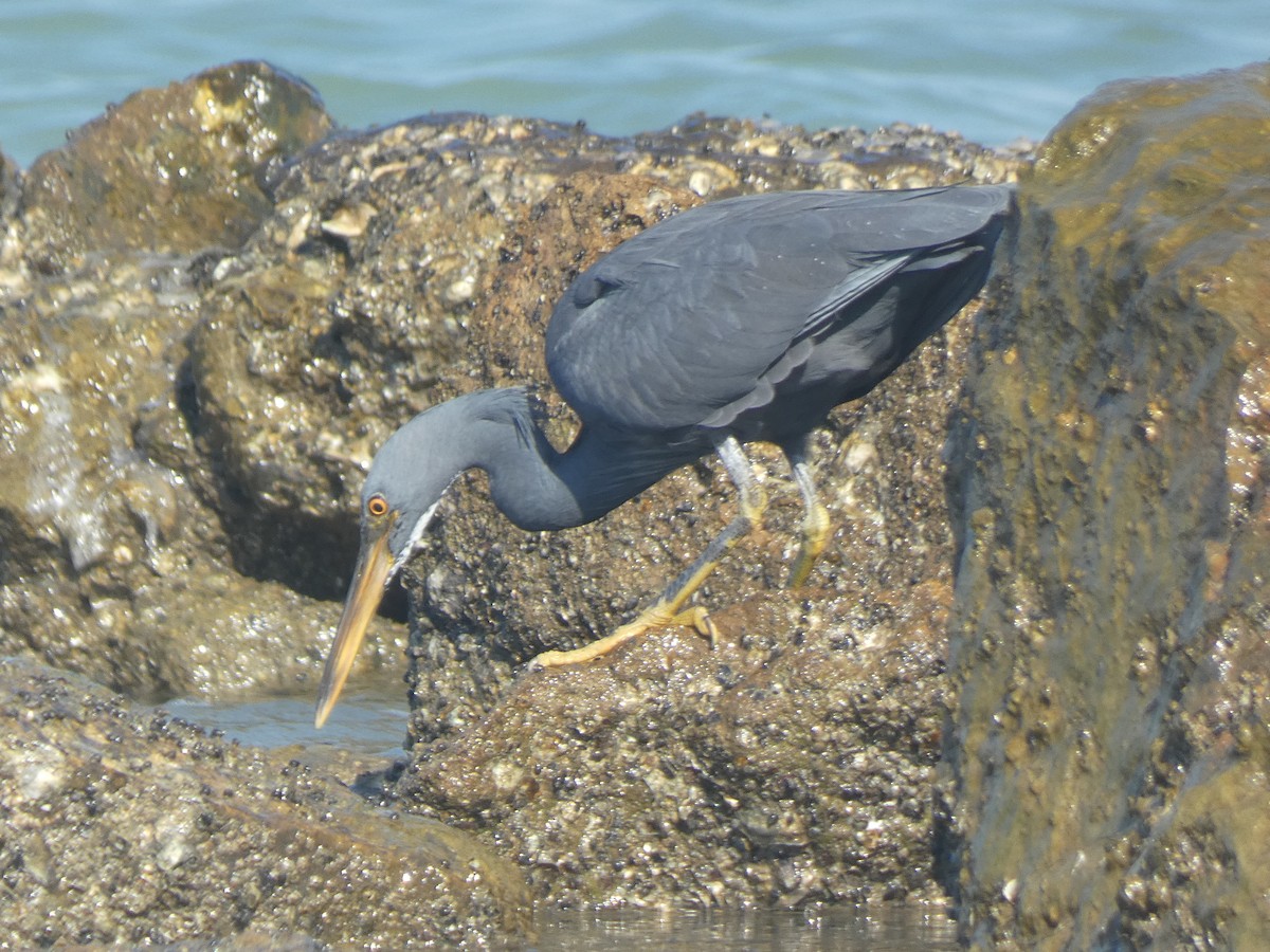 Pacific Reef-Heron - ML519898581