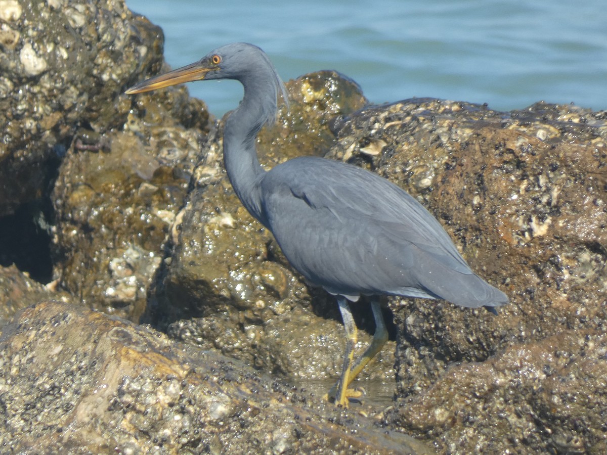 Pacific Reef-Heron - ML519898591