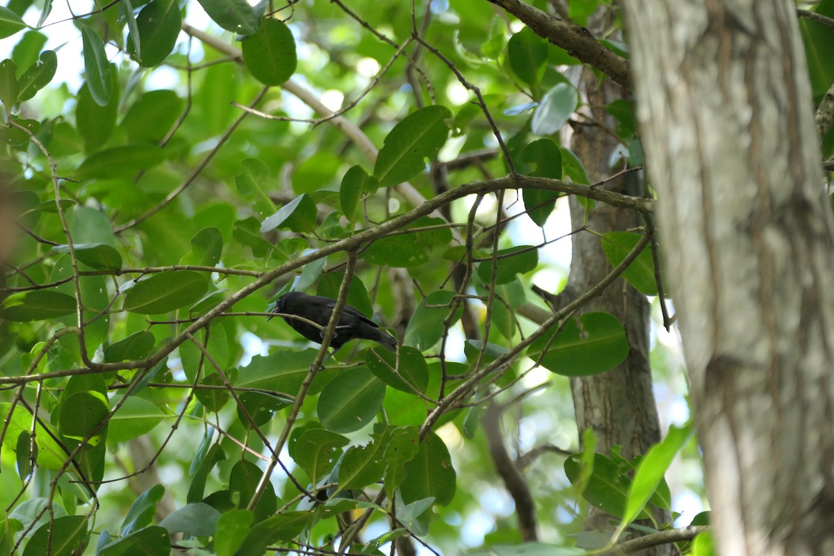 Bananaquit (Grenada) - Kenrith Carter