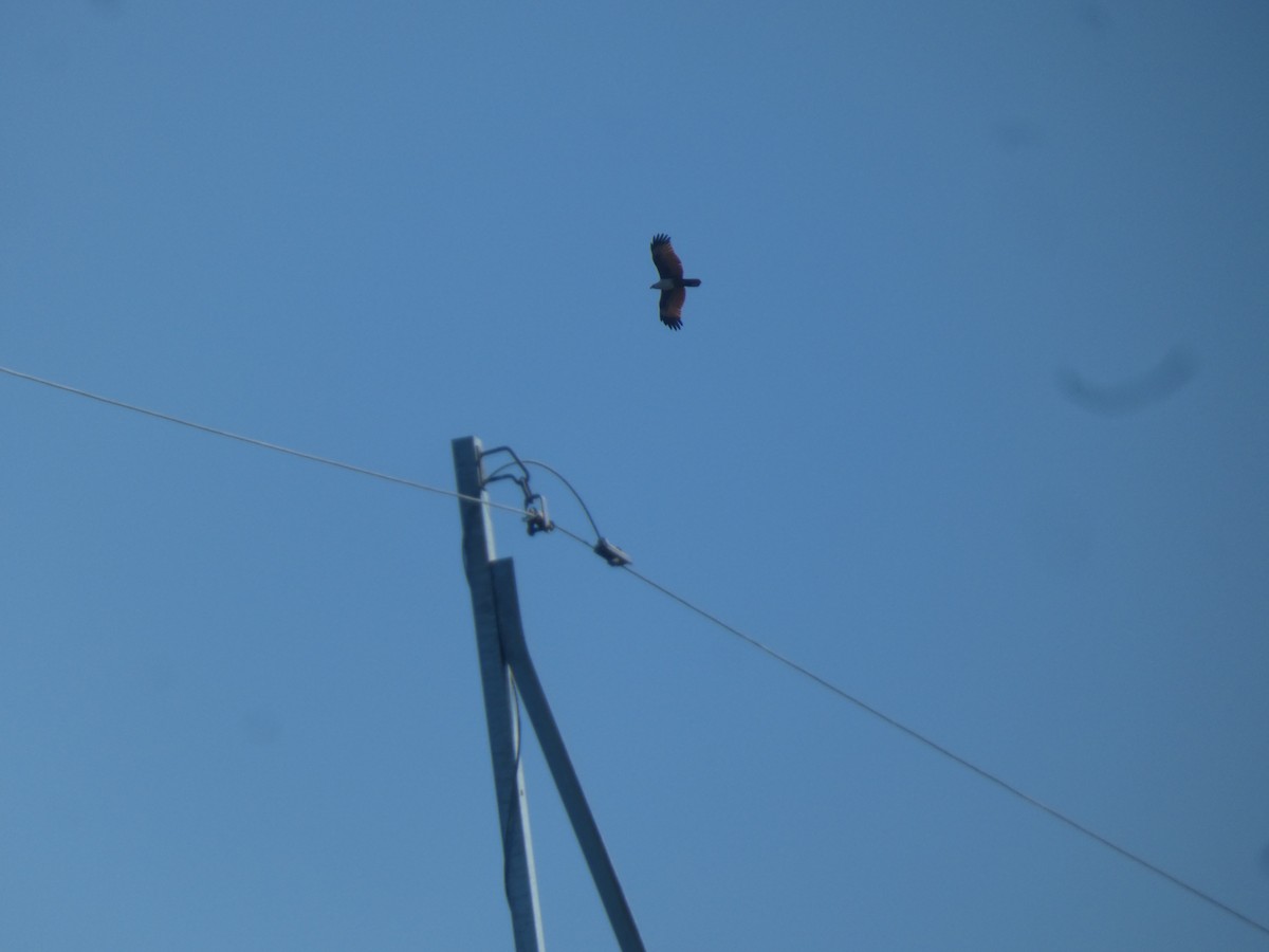 Brahminy Kite - Tadeusz Penru