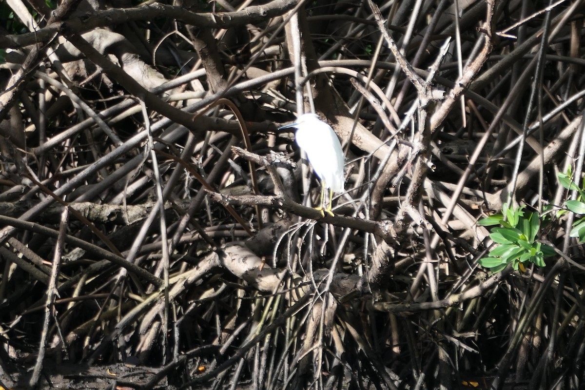 Snowy Egret - ML519898791