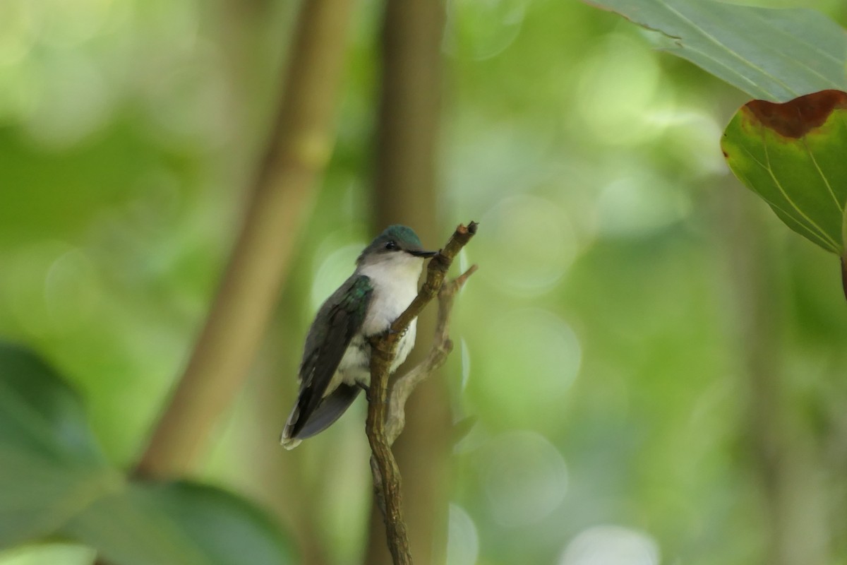 Antillean Crested Hummingbird - Kenrith Carter