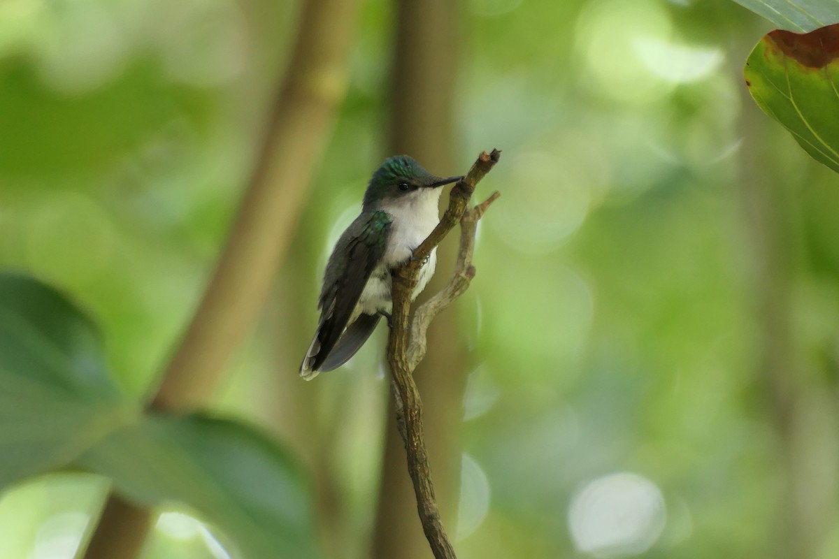 Antillean Crested Hummingbird - Kenrith Carter