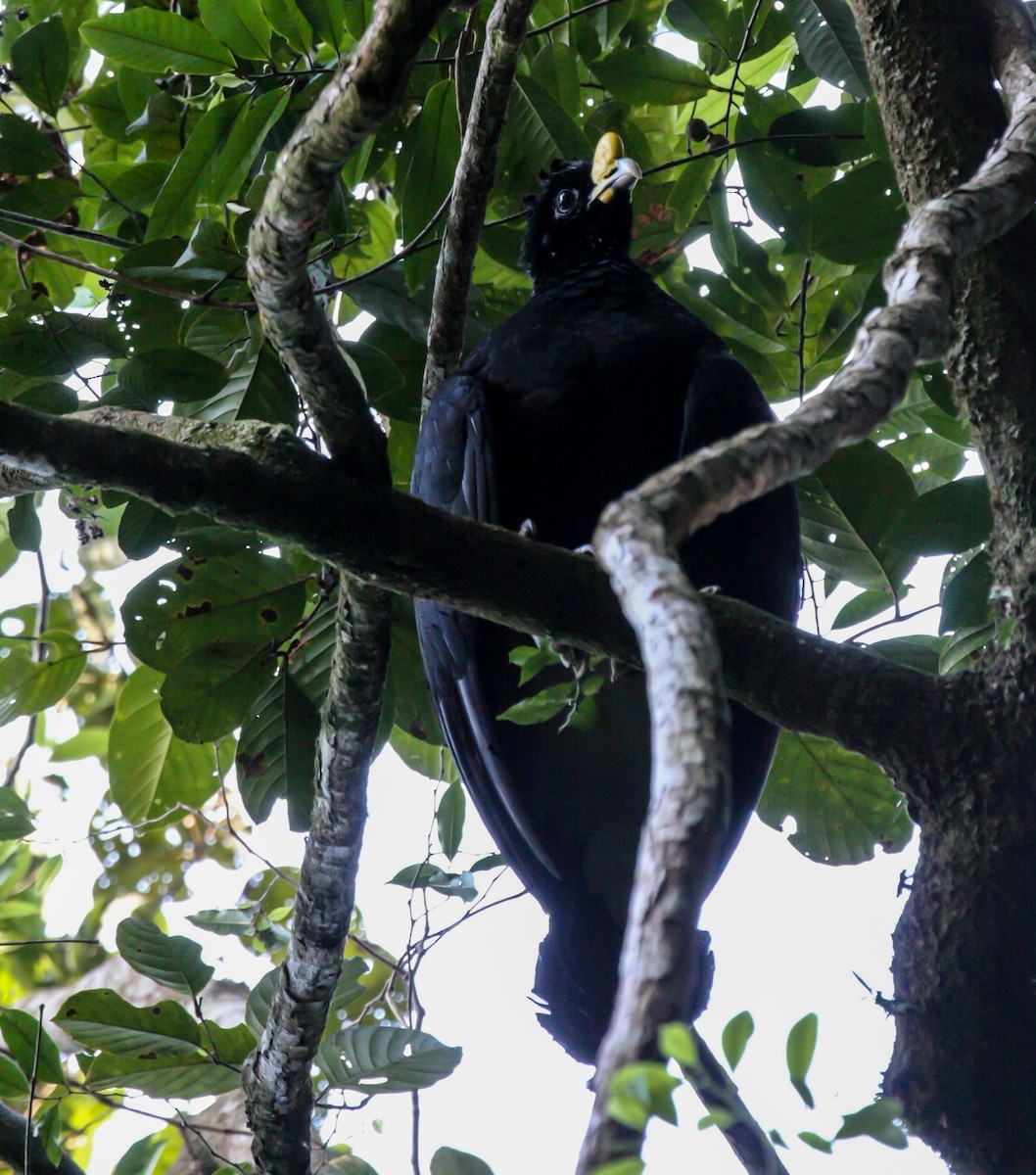 Great Curassow - ML51989951