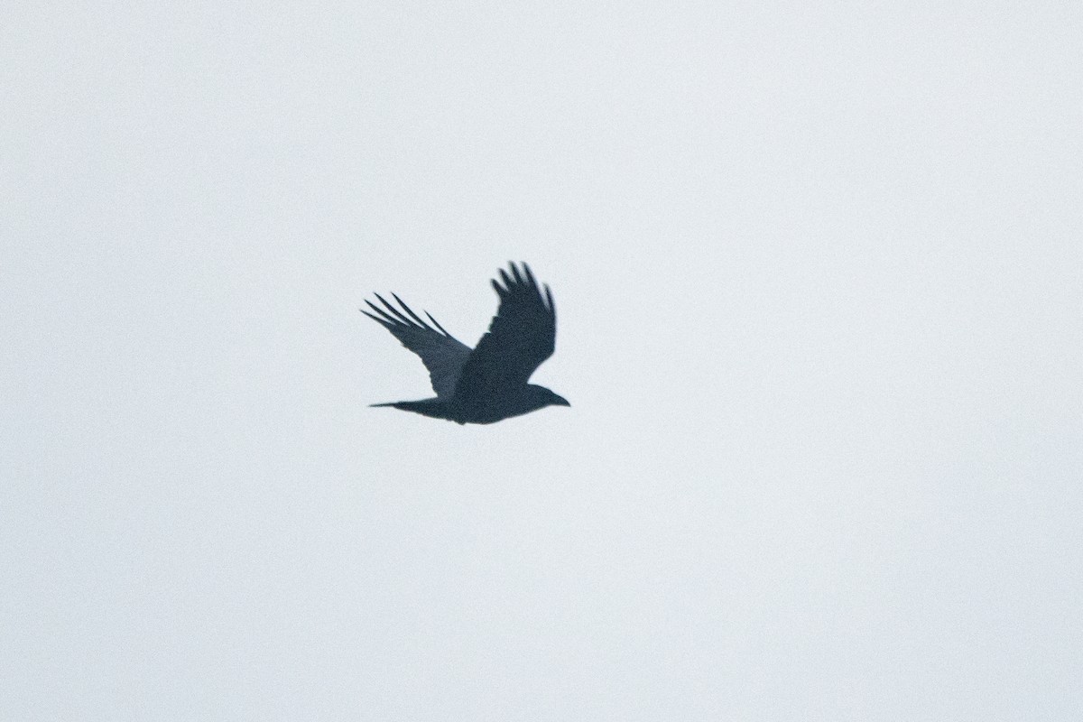 Common Raven - Letty Roedolf Groenenboom