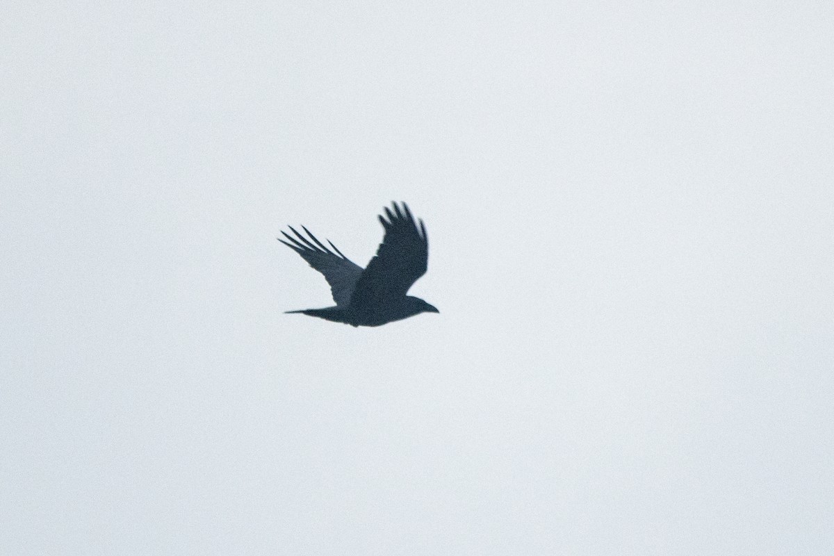 Common Raven - ML519901211