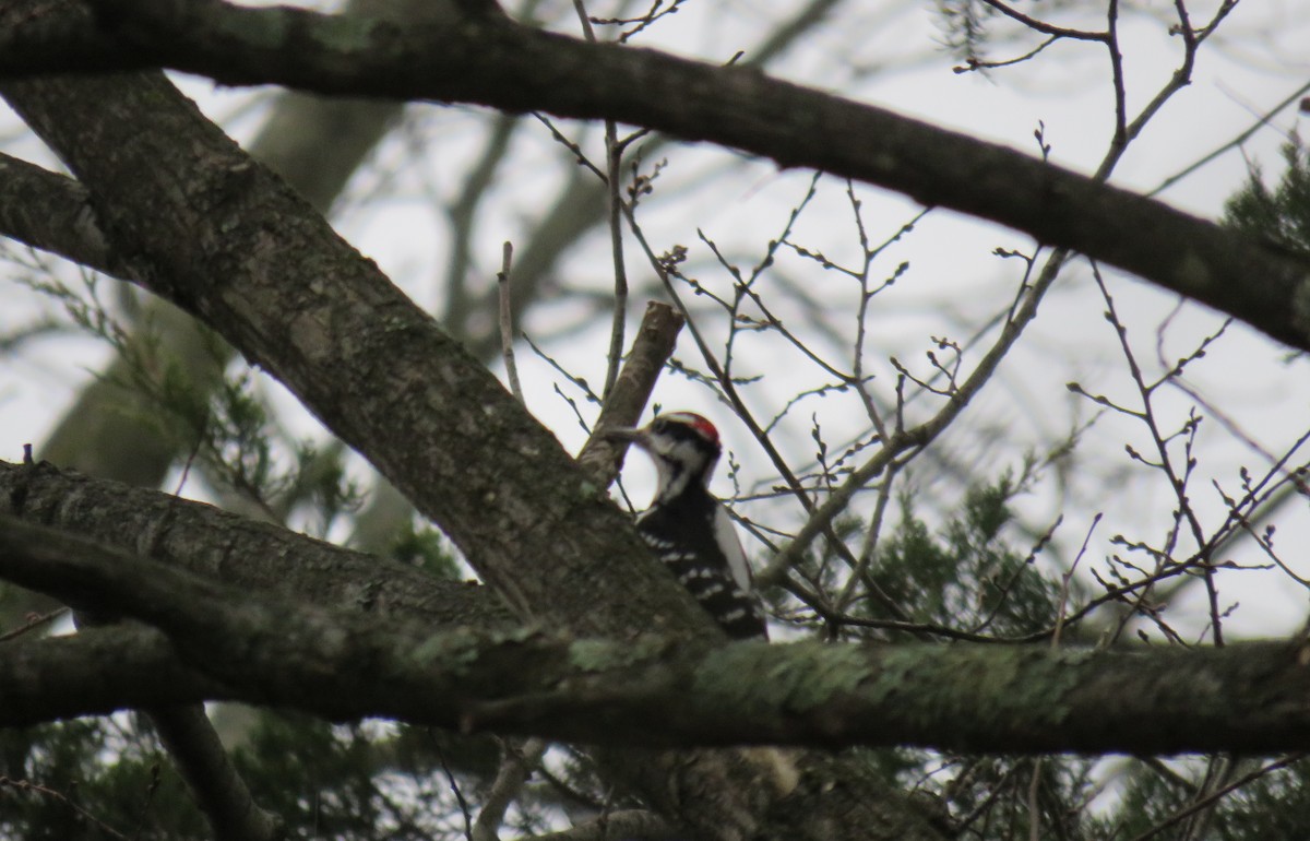 Hairy Woodpecker - ML519902431