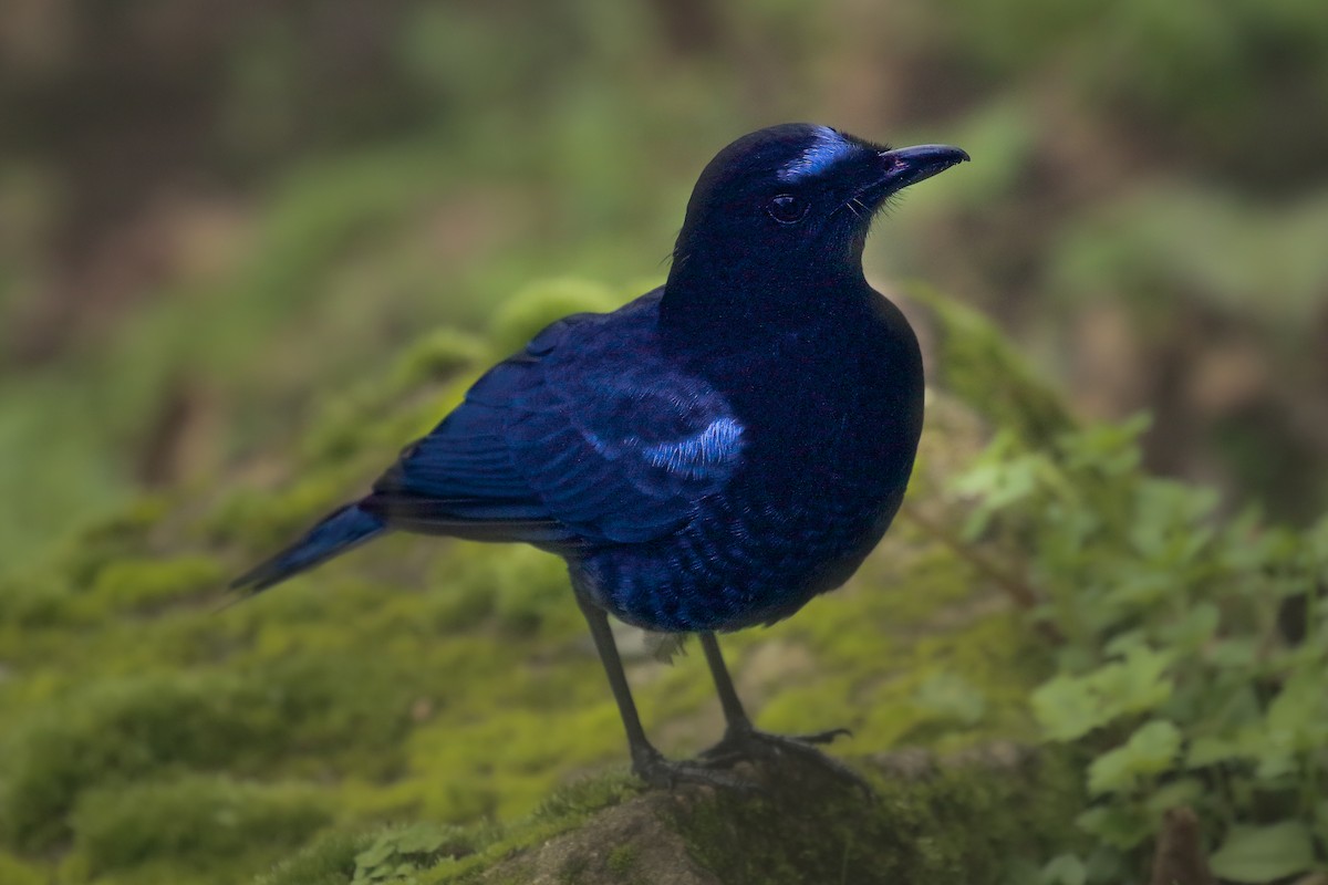 Malabar Whistling-Thrush - ML519902451