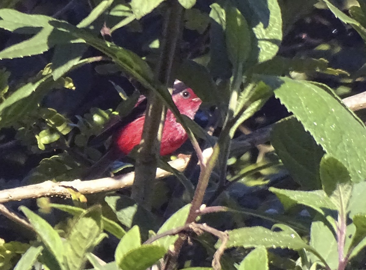 Pink-headed Warbler - ML519902791