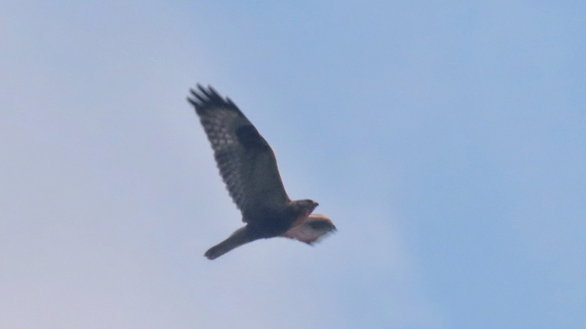 Common Buzzard - Oli Bailey