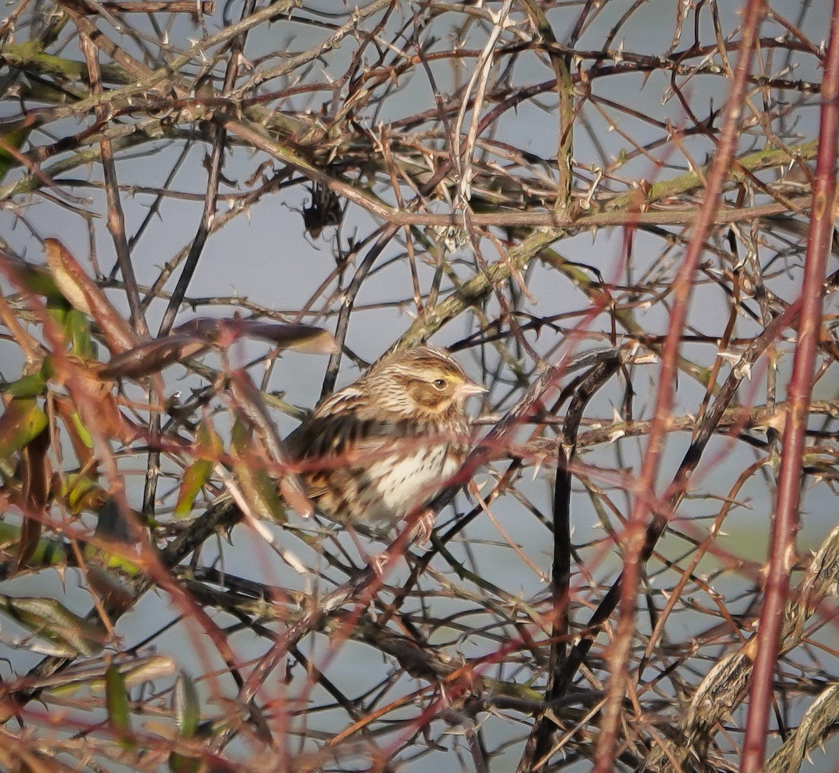Savannah Sparrow - ML519903581