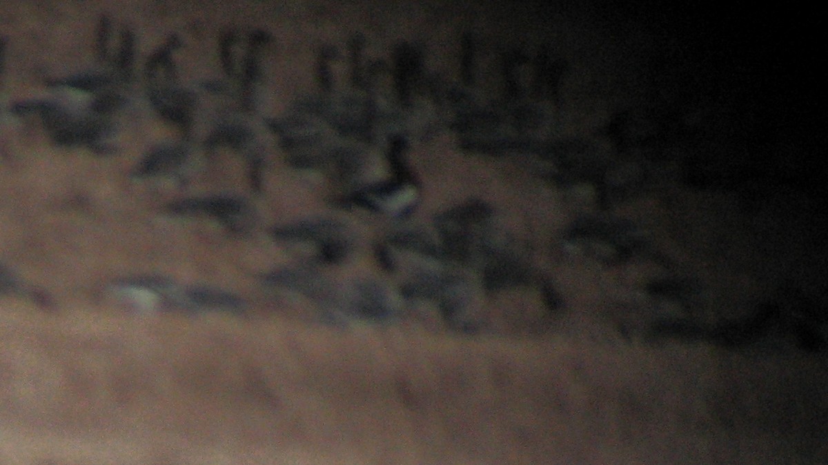 Улбар галуу - ML519903861