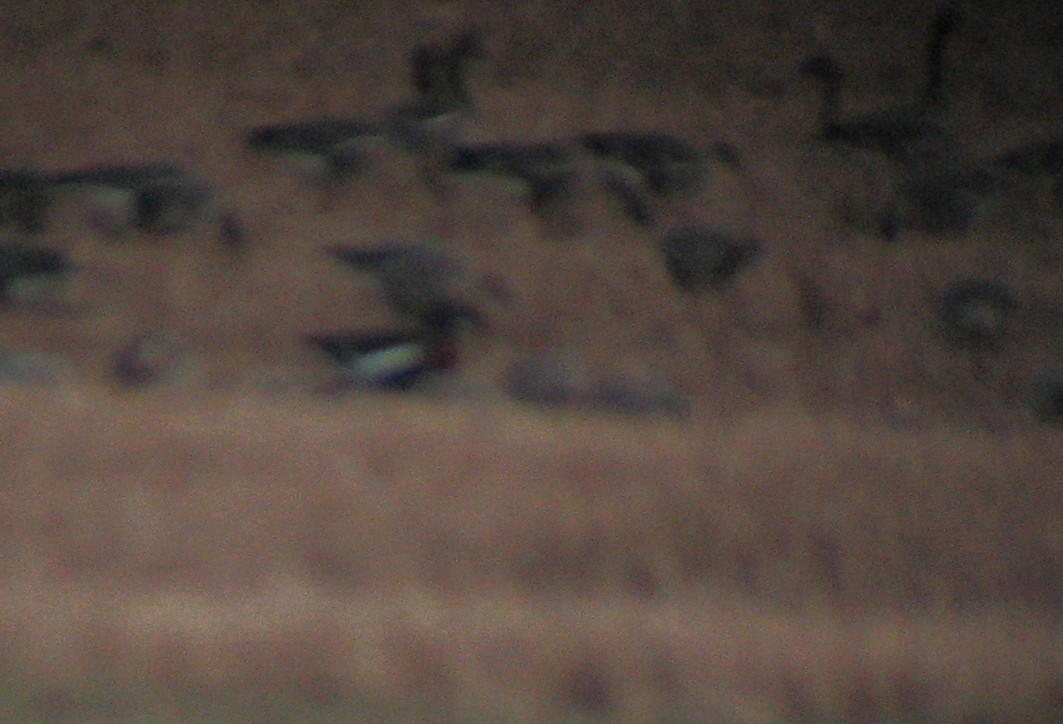 Улбар галуу - ML519903881