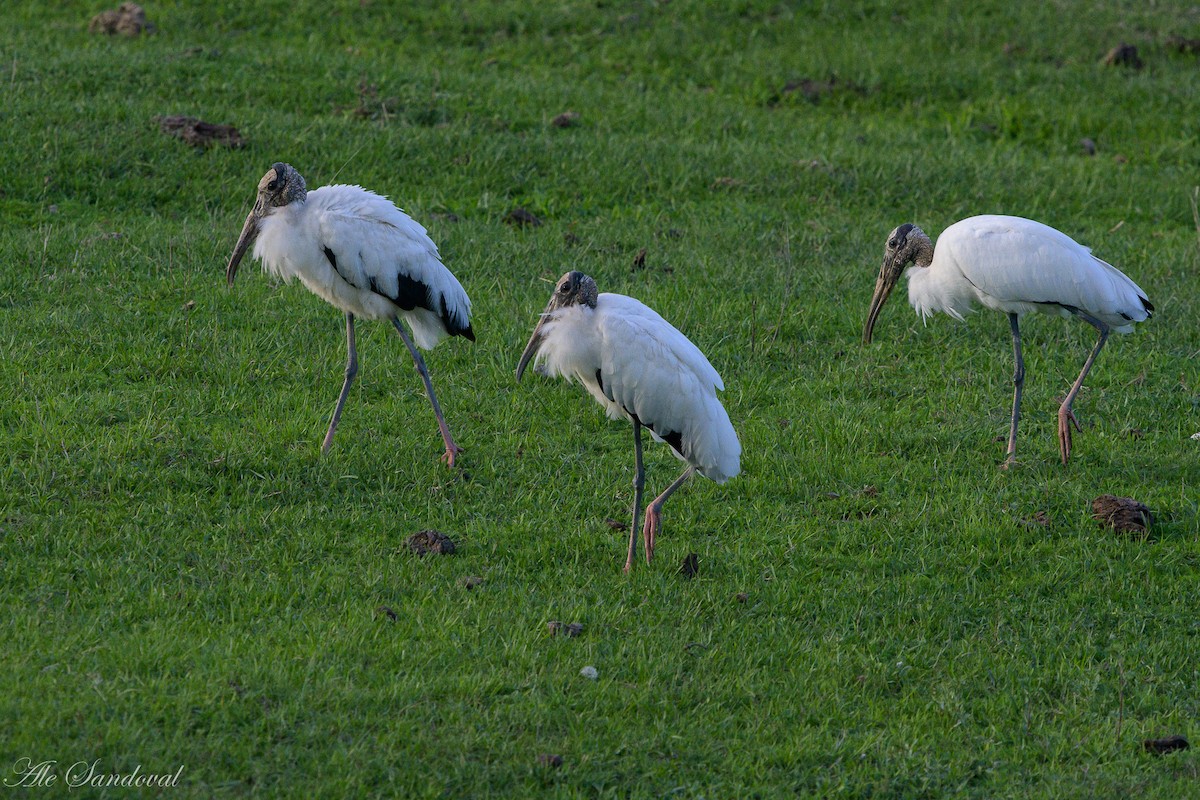 Wood Stork - Alejandro Sandoval