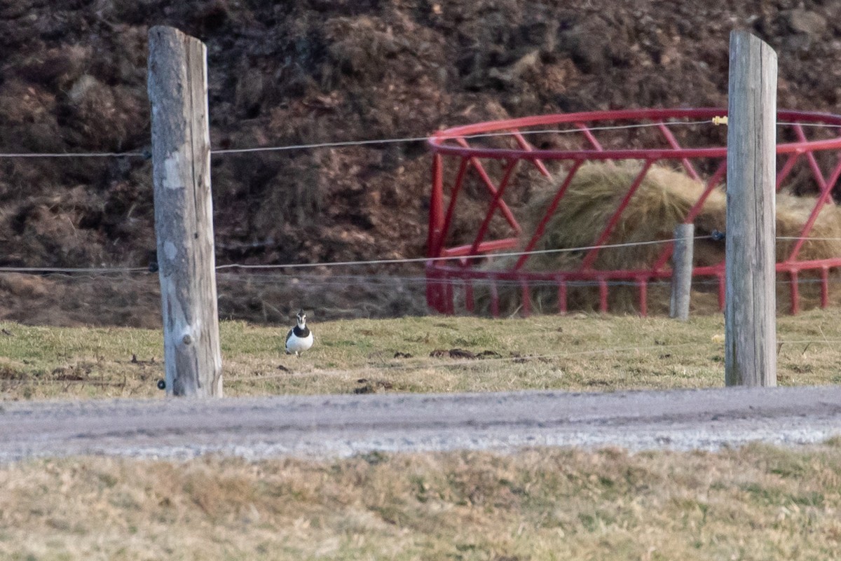 Northern Lapwing - ML519904551