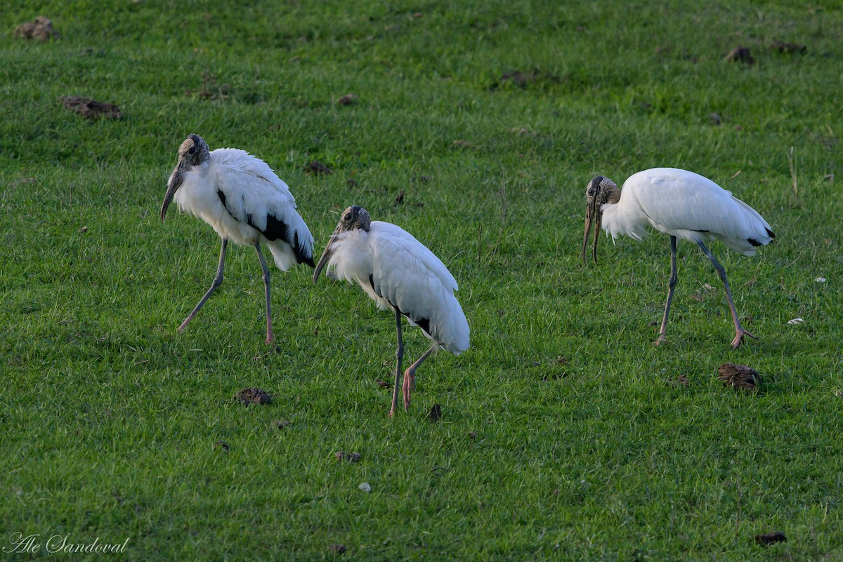 Wood Stork - ML519904561