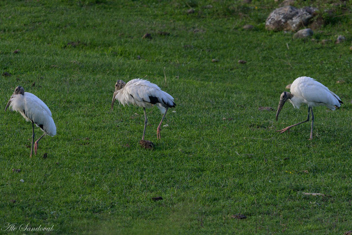 Wood Stork - Alejandro Sandoval