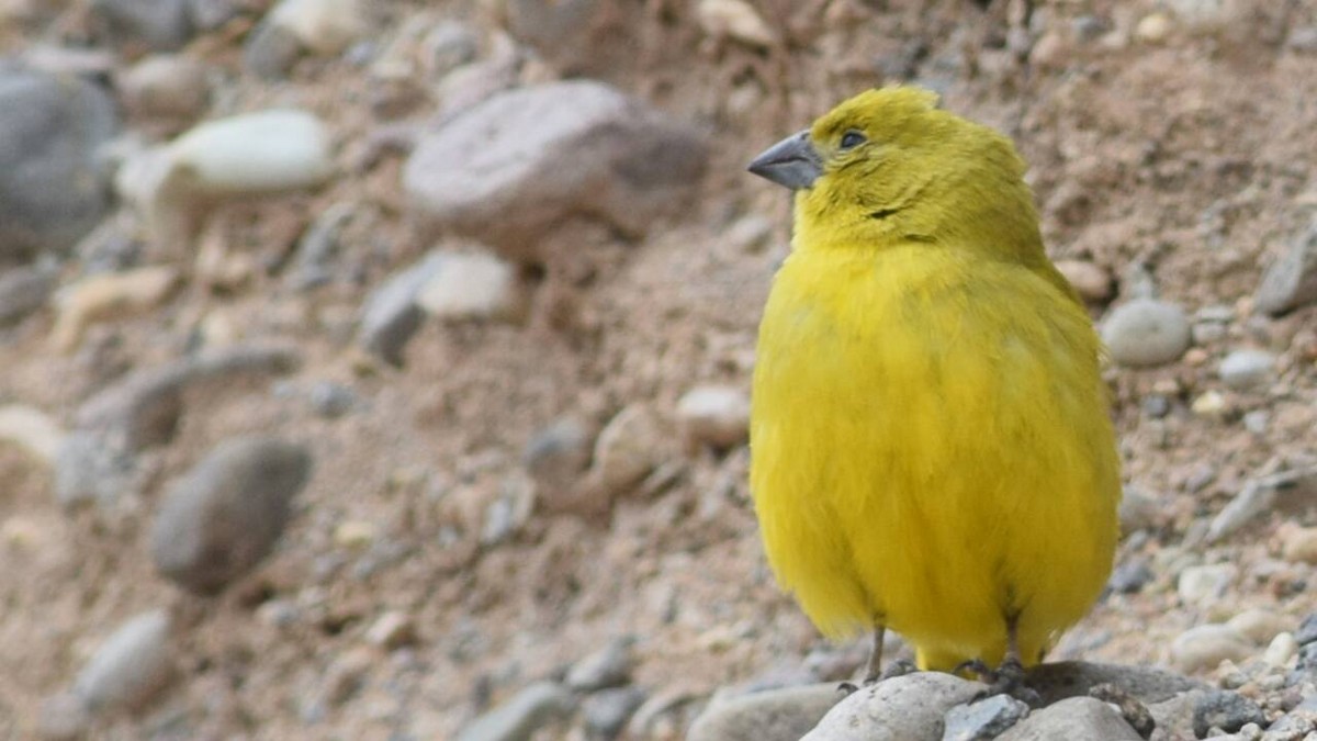 Puna Yellow-Finch - ML51990461