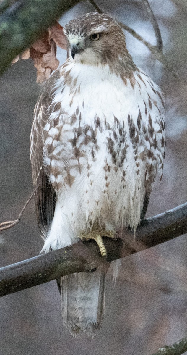 Red-tailed Hawk - ML519905021