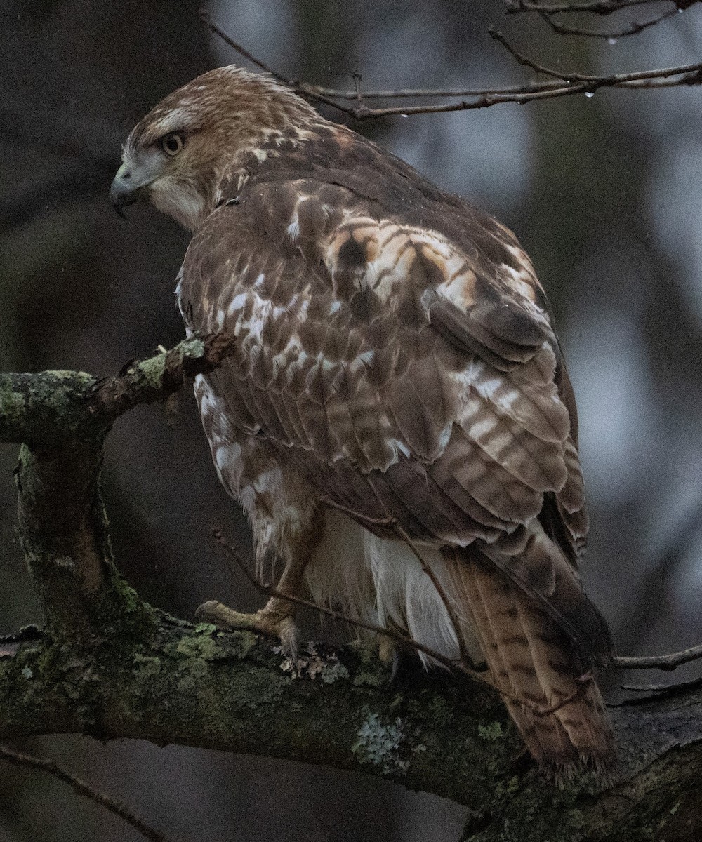 Red-tailed Hawk - ML519905031