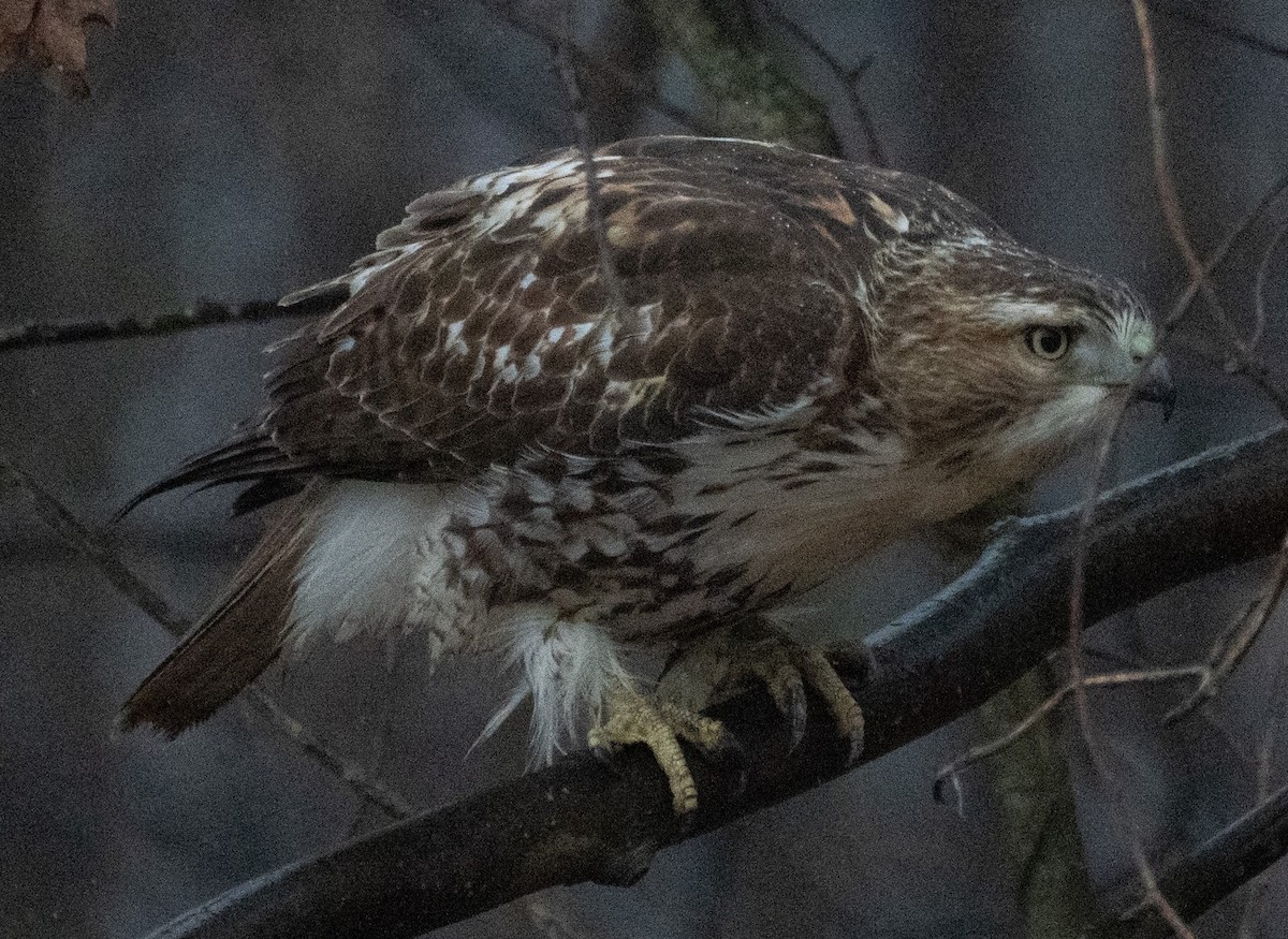 Red-tailed Hawk - ML519905041