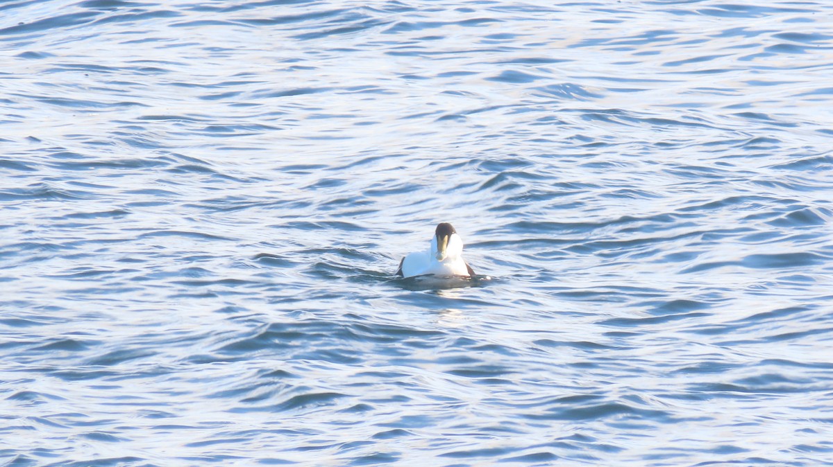 Common Eider - ML519905571