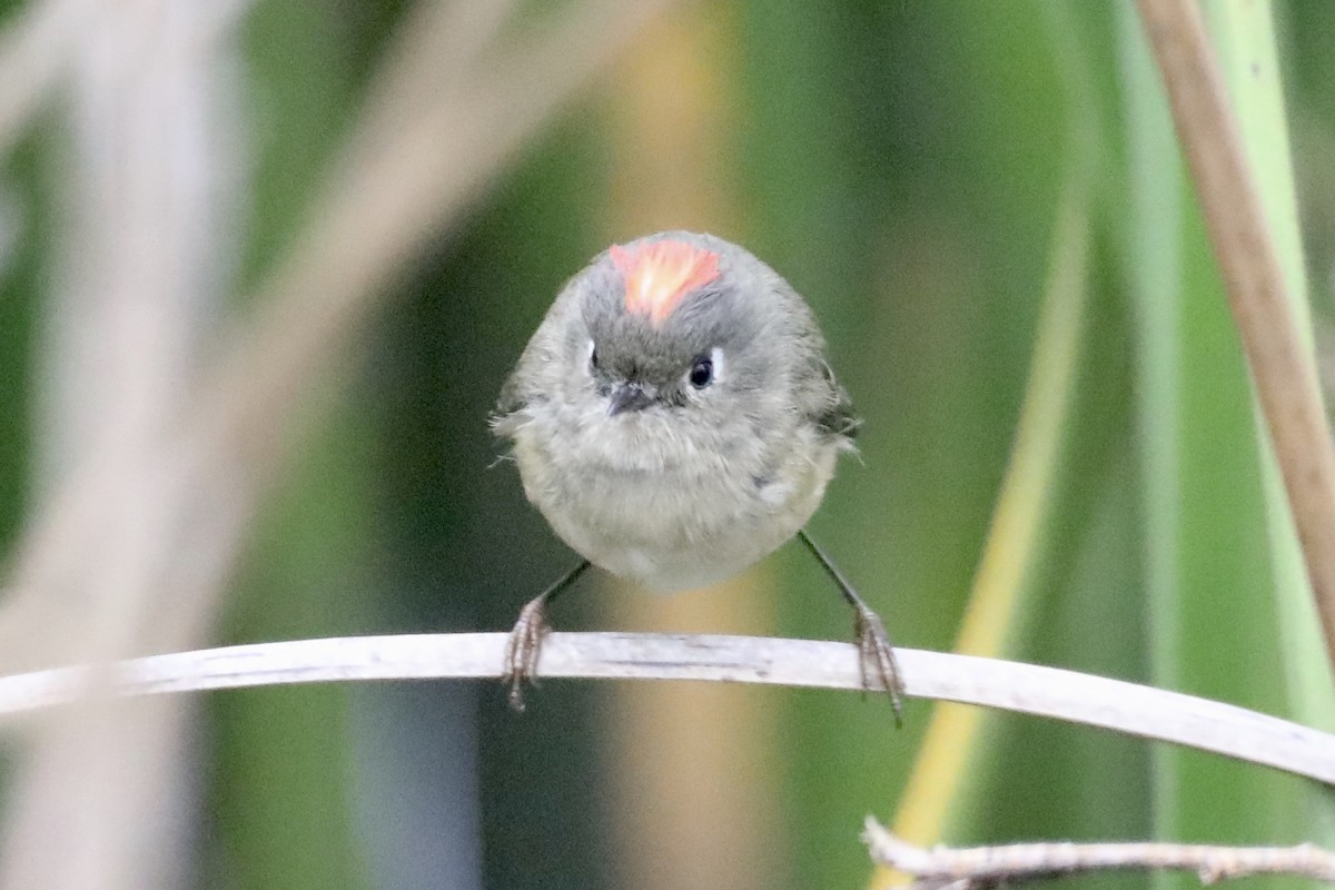 Ruby-crowned Kinglet - ML519906051