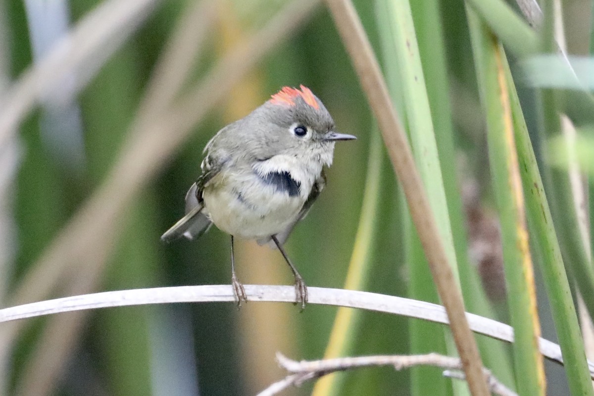 Ruby-crowned Kinglet - ML519906101