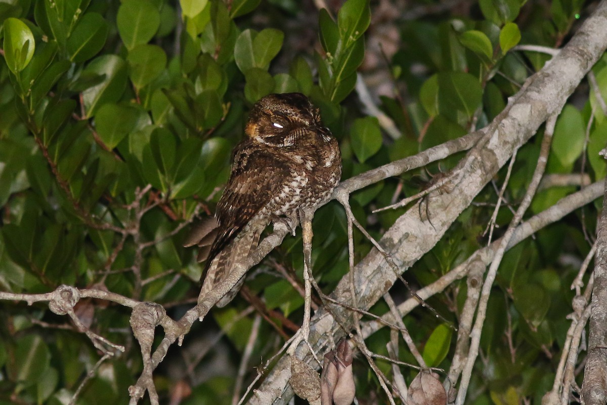 Yucatan Nightjar - ML51990701